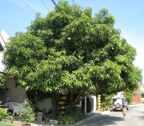 tree4.JPG